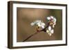 Blooming Apple Tree on a Blurred Natural Background. Selective Focus. High Quality Photo-Anna-Nas-Framed Photographic Print