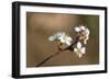 Blooming Apple Tree on a Blurred Natural Background. Selective Focus. High Quality Photo-Anna-Nas-Framed Photographic Print