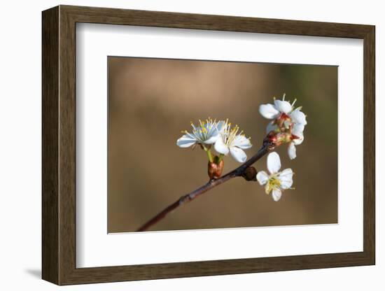 Blooming Apple Tree on a Blurred Natural Background. Selective Focus. High Quality Photo-Anna-Nas-Framed Photographic Print