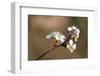 Blooming Apple Tree on a Blurred Natural Background. Selective Focus. High Quality Photo-Anna-Nas-Framed Photographic Print