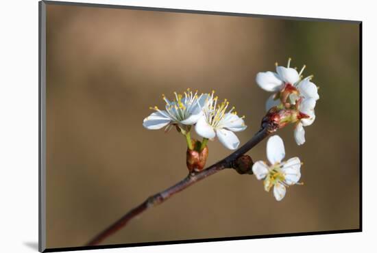 Blooming Apple Tree on a Blurred Natural Background. Selective Focus. High Quality Photo-Anna-Nas-Mounted Photographic Print