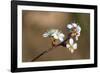 Blooming Apple Tree on a Blurred Natural Background. Selective Focus. High Quality Photo-Anna-Nas-Framed Photographic Print