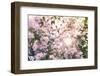 Blooming Apple Tree with Sun Flare-d13-Framed Photographic Print