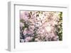 Blooming Apple Tree with Sun Flare-d13-Framed Photographic Print