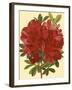 Blooming Azalea I-Vision Studio-Framed Art Print