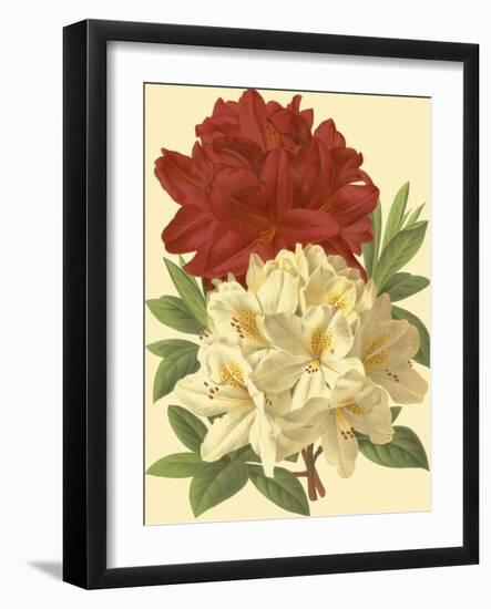 Blooming Azalea II-Vision Studio-Framed Art Print