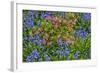 Blooming Azaleas and Bluebell Flowers, Winterthur Gardens, Delaware, USA-null-Framed Photographic Print