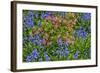 Blooming Azaleas and Bluebell Flowers, Winterthur Gardens, Delaware, USA-null-Framed Photographic Print