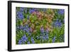 Blooming Azaleas and Bluebell Flowers, Winterthur Gardens, Delaware, USA-null-Framed Photographic Print