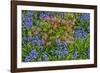 Blooming Azaleas and Bluebell Flowers, Winterthur Gardens, Delaware, USA-null-Framed Photographic Print