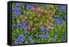 Blooming Azaleas and Bluebell Flowers, Winterthur Gardens, Delaware, USA-null-Framed Stretched Canvas