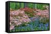 Blooming Azaleas and Bluebell Flowers, Winterthur Gardens, Delaware, USA-null-Framed Stretched Canvas