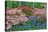 Blooming Azaleas and Bluebell Flowers, Winterthur Gardens, Delaware, USA-null-Stretched Canvas