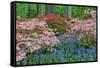 Blooming Azaleas and Bluebell Flowers, Winterthur Gardens, Delaware, USA-null-Framed Stretched Canvas