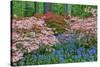 Blooming Azaleas and Bluebell Flowers, Winterthur Gardens, Delaware, USA-null-Stretched Canvas