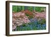 Blooming Azaleas and Bluebell Flowers, Winterthur Gardens, Delaware, USA-null-Framed Photographic Print