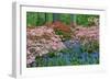 Blooming Azaleas and Bluebell Flowers, Winterthur Gardens, Delaware, USA-null-Framed Photographic Print