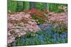 Blooming Azaleas and Bluebell Flowers, Winterthur Gardens, Delaware, USA-null-Mounted Photographic Print