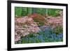 Blooming Azaleas and Bluebell Flowers, Winterthur Gardens, Delaware, USA-null-Framed Photographic Print