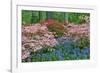 Blooming Azaleas and Bluebell Flowers, Winterthur Gardens, Delaware, USA-null-Framed Photographic Print