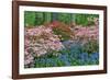 Blooming Azaleas and Bluebell Flowers, Winterthur Gardens, Delaware, USA-null-Framed Photographic Print