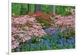 Blooming Azaleas and Bluebell Flowers, Winterthur Gardens, Delaware, USA-null-Framed Photographic Print