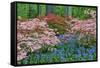 Blooming Azaleas and Bluebell Flowers, Winterthur Gardens, Delaware, USA-null-Framed Stretched Canvas