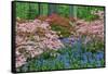 Blooming Azaleas and Bluebell Flowers, Winterthur Gardens, Delaware, USA-null-Framed Stretched Canvas