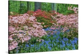 Blooming Azaleas and Bluebell Flowers, Winterthur Gardens, Delaware, USA-null-Stretched Canvas