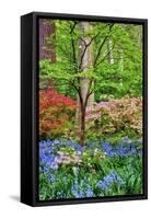 Blooming Azaleas and Bluebell Flowers, Winterthur Gardens, Delaware, USA-null-Framed Stretched Canvas