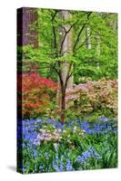 Blooming Azaleas and Bluebell Flowers, Winterthur Gardens, Delaware, USA-null-Stretched Canvas