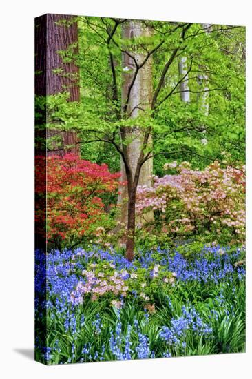 Blooming Azaleas and Bluebell Flowers, Winterthur Gardens, Delaware, USA-null-Stretched Canvas