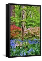 Blooming Azaleas and Bluebell Flowers, Winterthur Gardens, Delaware, USA-null-Framed Stretched Canvas