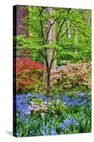 Blooming Azaleas and Bluebell Flowers, Winterthur Gardens, Delaware, USA-null-Stretched Canvas