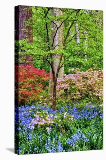 Blooming Azaleas and Bluebell Flowers, Winterthur Gardens, Delaware, USA-null-Stretched Canvas