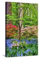 Blooming Azaleas and Bluebell Flowers, Winterthur Gardens, Delaware, USA-null-Stretched Canvas