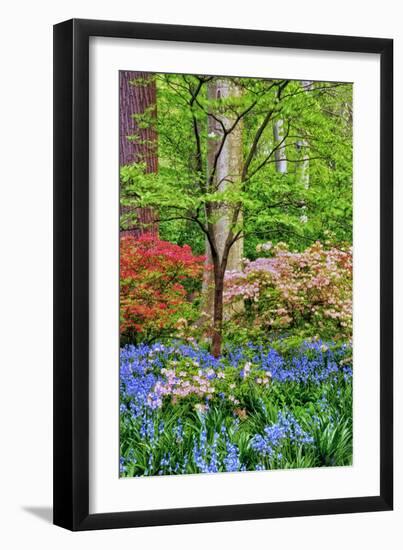 Blooming Azaleas and Bluebell Flowers, Winterthur Gardens, Delaware, USA-null-Framed Premium Photographic Print