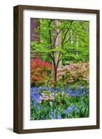 Blooming Azaleas and Bluebell Flowers, Winterthur Gardens, Delaware, USA-null-Framed Photographic Print