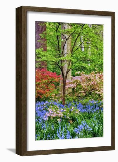 Blooming Azaleas and Bluebell Flowers, Winterthur Gardens, Delaware, USA-null-Framed Photographic Print