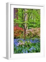 Blooming Azaleas and Bluebell Flowers, Winterthur Gardens, Delaware, USA-null-Framed Photographic Print