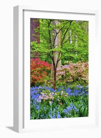 Blooming Azaleas and Bluebell Flowers, Winterthur Gardens, Delaware, USA-null-Framed Photographic Print