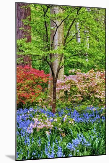 Blooming Azaleas and Bluebell Flowers, Winterthur Gardens, Delaware, USA-null-Mounted Photographic Print