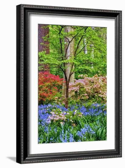 Blooming Azaleas and Bluebell Flowers, Winterthur Gardens, Delaware, USA-null-Framed Photographic Print