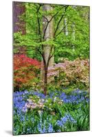 Blooming Azaleas and Bluebell Flowers, Winterthur Gardens, Delaware, USA-null-Mounted Photographic Print