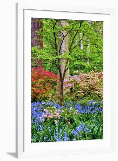 Blooming Azaleas and Bluebell Flowers, Winterthur Gardens, Delaware, USA-null-Framed Photographic Print