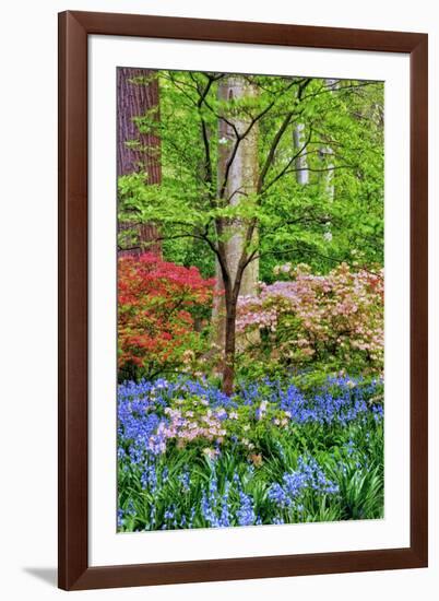 Blooming Azaleas and Bluebell Flowers, Winterthur Gardens, Delaware, USA-null-Framed Photographic Print