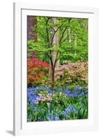 Blooming Azaleas and Bluebell Flowers, Winterthur Gardens, Delaware, USA-null-Framed Photographic Print