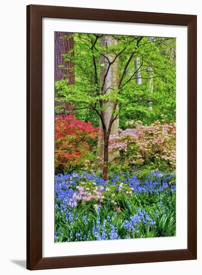 Blooming Azaleas and Bluebell Flowers, Winterthur Gardens, Delaware, USA-null-Framed Photographic Print