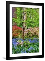 Blooming Azaleas and Bluebell Flowers, Winterthur Gardens, Delaware, USA-null-Framed Photographic Print