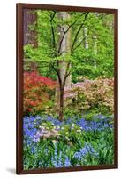 Blooming Azaleas and Bluebell Flowers, Winterthur Gardens, Delaware, USA-null-Framed Photographic Print